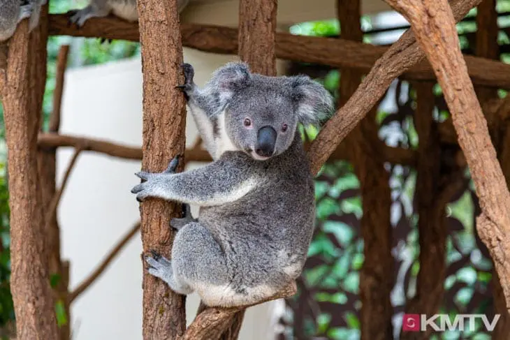 Koala Sanctuary - Brisbane Kitereisen & Kitesurfen