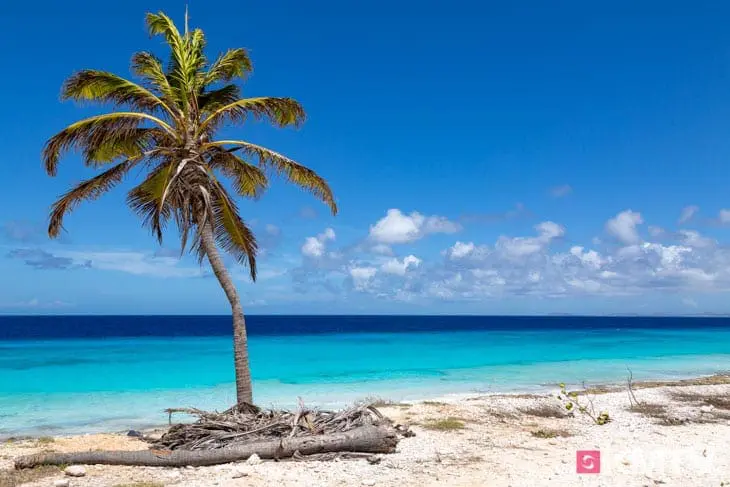 Karibik Flair - Bonaire Kitereisen & Kitesurfen